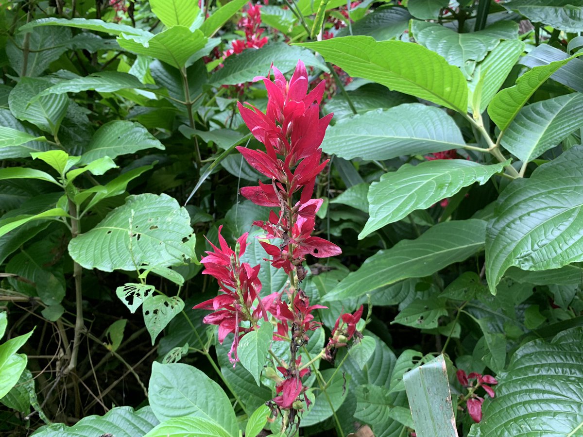 LEDFORHORTI's tweet image. I figured that Mr. President will spend the Christmas holiday with the army overseas.