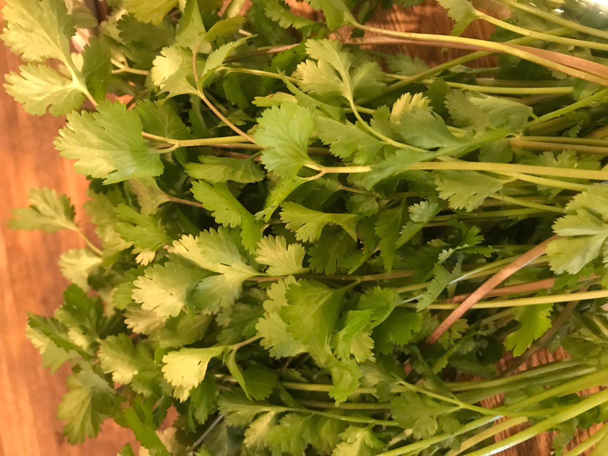Usubane در توییتر 採れたてパクチー届きました キーマカレー モヒート タコライスなどに使用しています パクチー 自由が丘カレー 自由が丘カフェ Omefarm 無農薬無化学肥料 Usubane Usubane در توییتر 採れたてパクチー届きました キーマカレー モヒート タコライスなどに使用しています パクチー 自由が丘カレー 自由が丘カフェ Omefarm 無農薬無化学肥料 Usubane