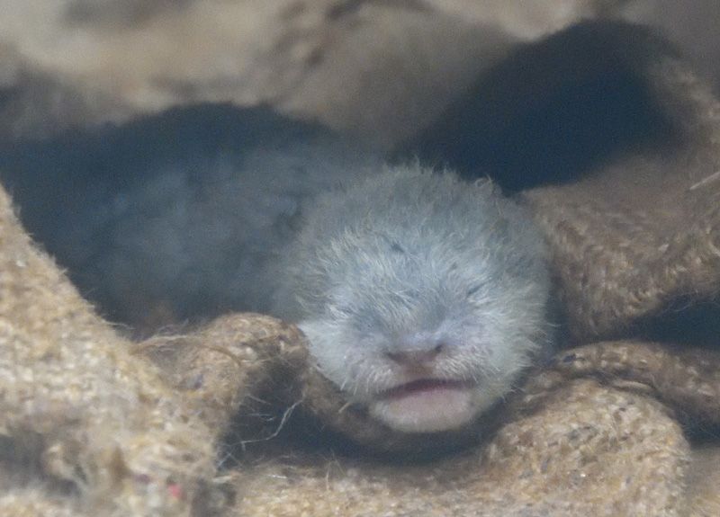 ねとらぼ きゃわわ ぬいぐるみみたい サンシャイン水族館で赤ちゃんコツメカワウソの名前投票キャンペーンがはじまるよ ねとらぼ T Co Sciafdj1yp Itm Nlabさんから