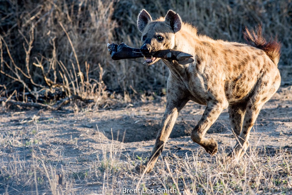 BrentLeoSmith's tweet photo. I’m so excited I found a wildebeest leg! Hyenas are one of the most interesting animals to view on safari #safariwithbrent #leosmithsafaris #safarilive #onsafari #hyena #privatesafari #privatelyguided #privateguide #africa #travel #travelafrica #thisisafrica #spottedhyena https://t.co/GnLOcsFHlM