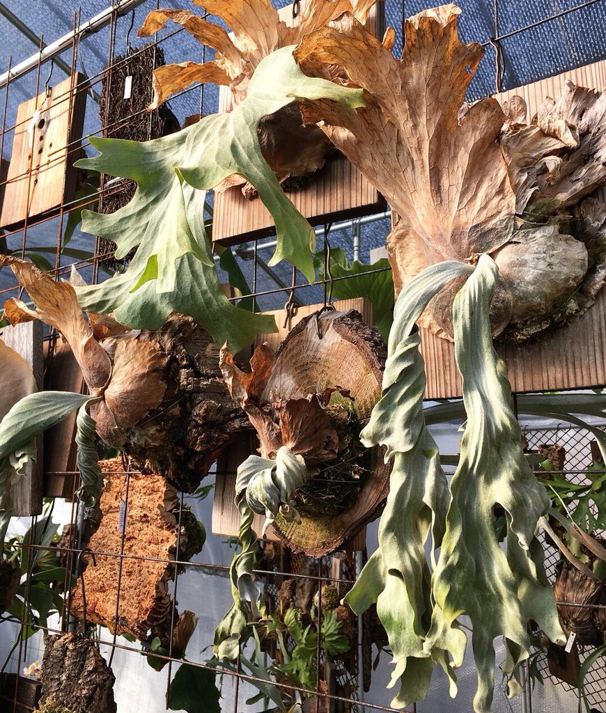 wallichii💤 ワリチー、去年までは休眠させまい！と試行錯誤していまし