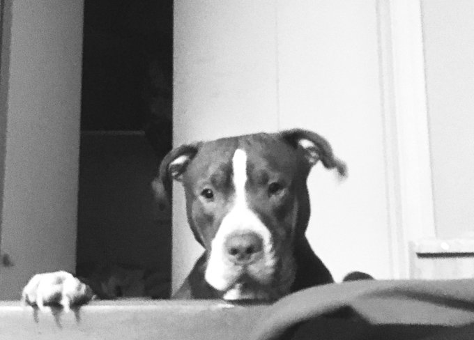 #OMG #pitbull #bestdog #JD #SOURDiesel #soa #justapup @azureskye18 https://t.co/Ct8IAORWoB