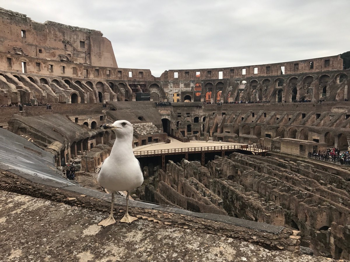 onsenvol's tweet photo. Salut toi 😗
Le Colisée à Rome !
#Roma #Rome #italy #Italia #bird https://t.co/PLHxWo3KbA