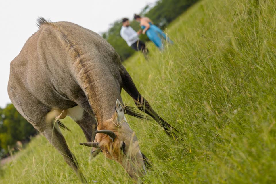destinationshot's tweet photo. Animal instincts unleashed. | #KanishkaGaurav
For more check out https://t.co/Kpcukre3YL | #DestinationPhotographers
.
.
.
#Prewedding #Photography #Photoshoot #PhotoOfTheDay #CoupleGoals #CouplesHoliday #CouplePhoto #CouplePhotoshoot #Photographers #DestinationWedding https://t.co/5Fsb5bW0iM
