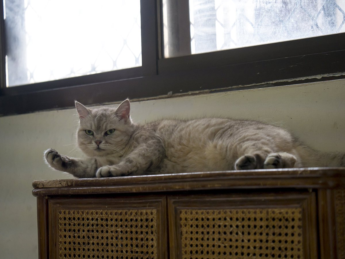 紫夜貓 (@flyccat) on Twitter photo 