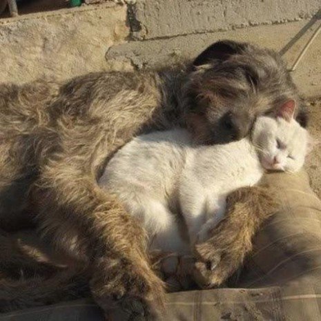 AnimalDose's tweet photo. Best of friends... https://t.co/0WIfqTS22c