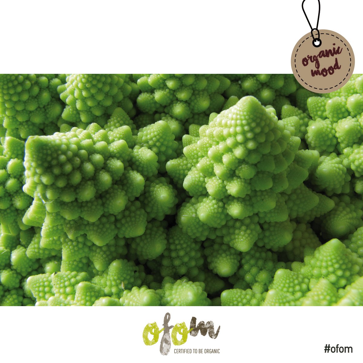 ofom_eu's tweet photo. Did you know that a group of experts is foreseen on #organic production which guarantees simple and systematic access to highly qualified technical skills in a wide range of sectors linked to organic production?
For more information:
 https://t.co/tpoRmdoSm7 https://t.co/hQtVE9vGPB