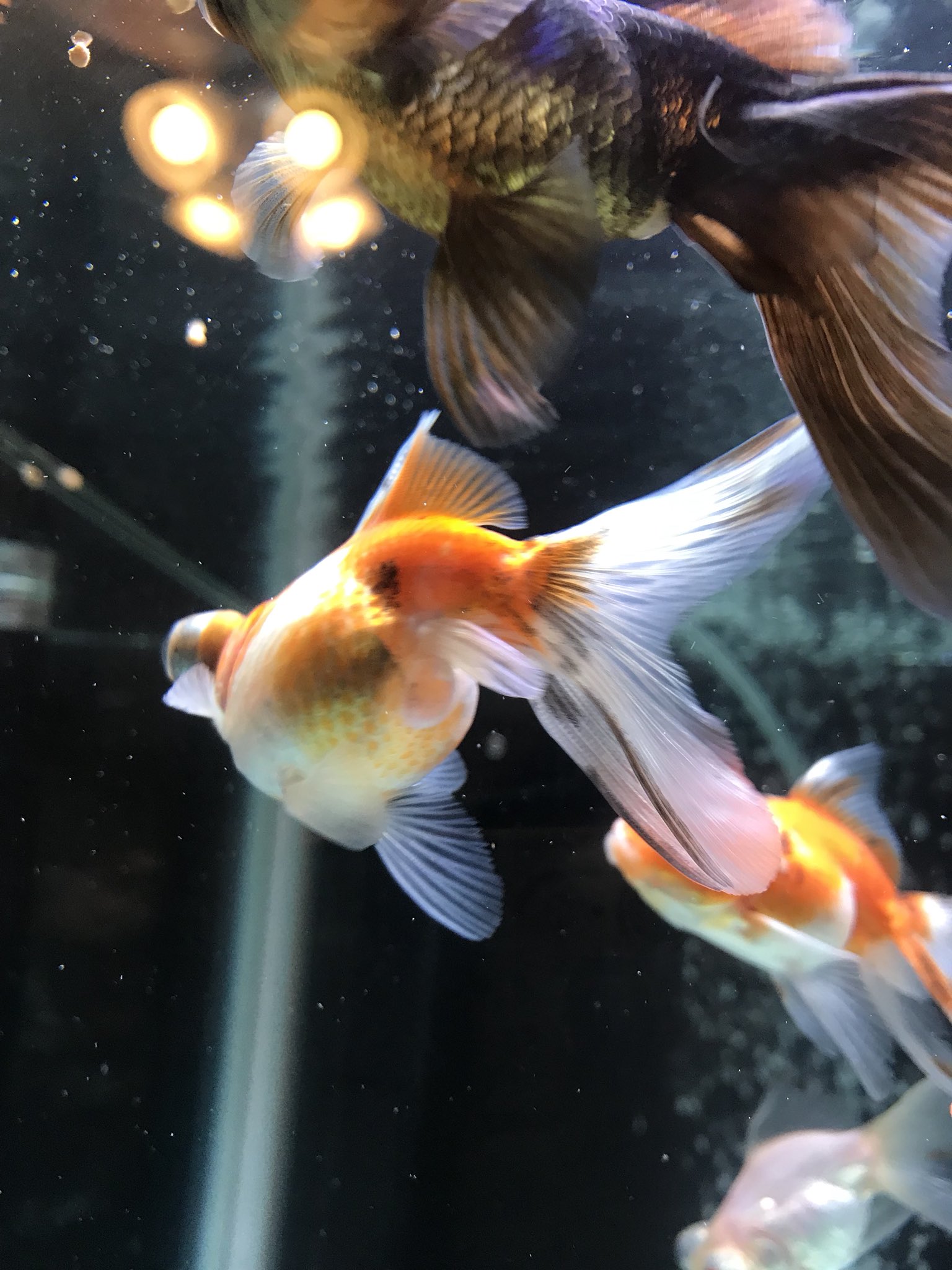金魚 メダカ 錦鯉 Gzphbn78tdvlxnn Twitter
