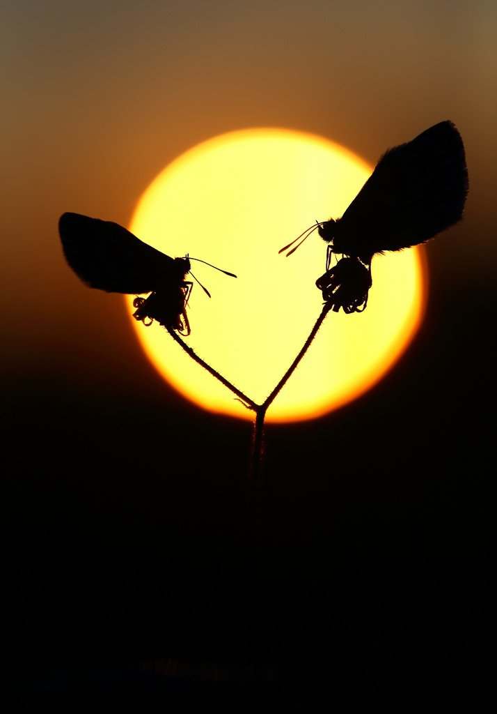 Butterfly Conservation 🦋 tweet media