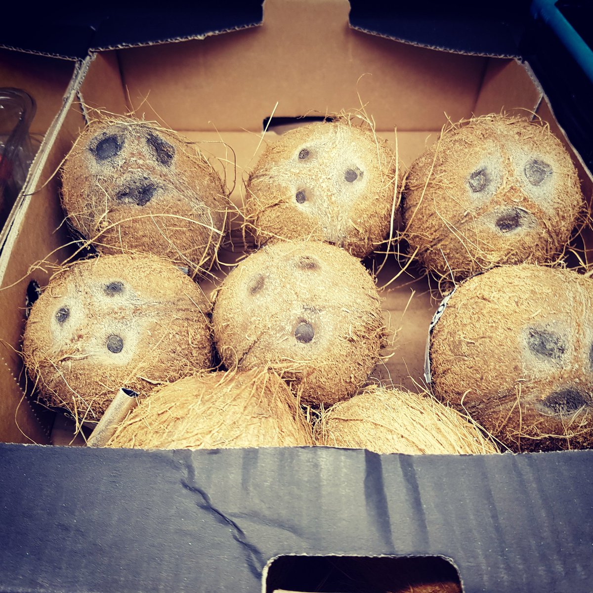 danabdn's tweet photo. #christmas #aberdeen #sainburys #happy #coconuts https://t.co/XYhV6NrkLZ