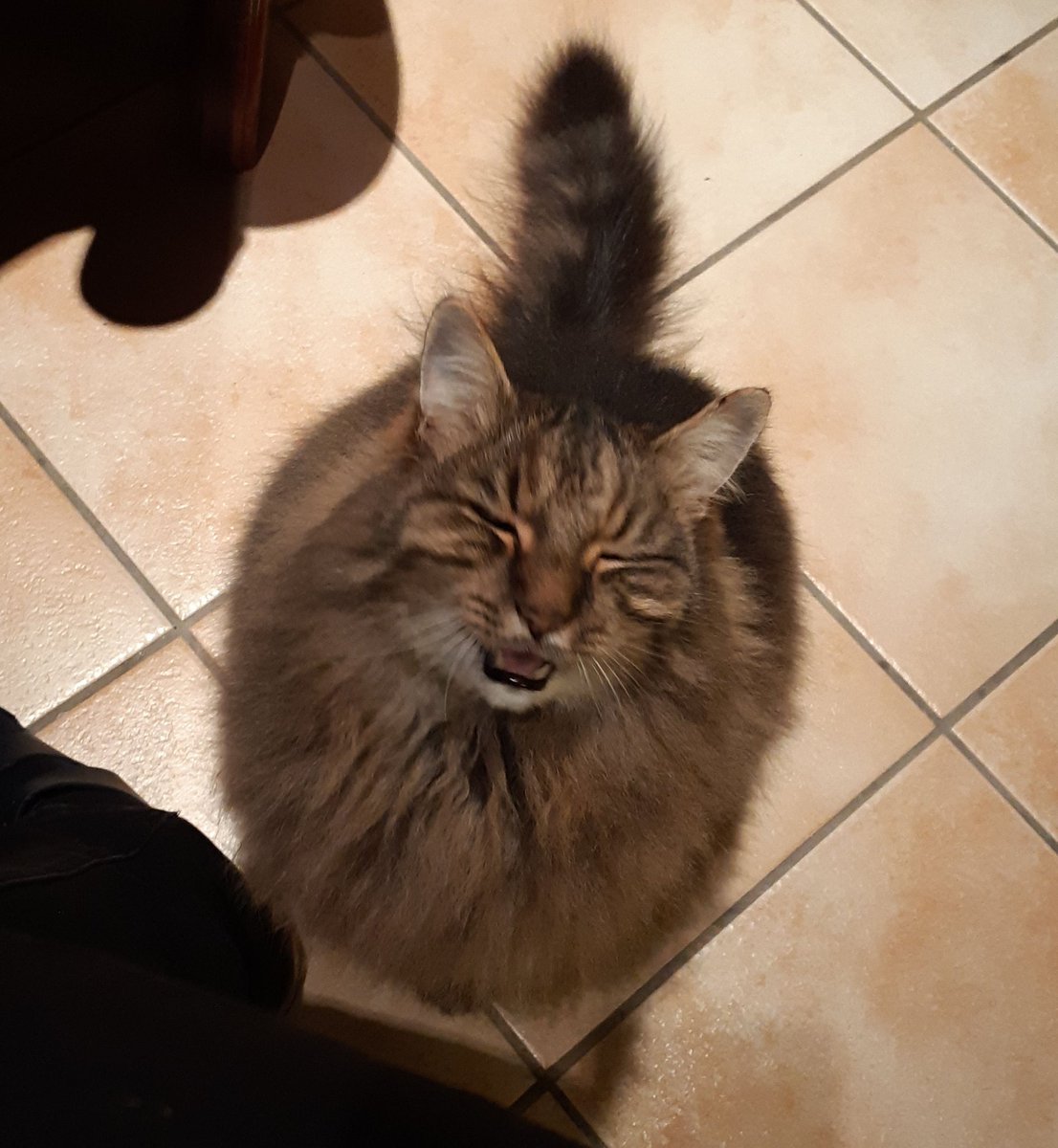 mcsingerson's tweet photo. Hey @catreviewer, hope you can make an exception. I'm back at my parents' place, hanging out with Tiger whom I currently only see twice a year. Obviously deserves a 100/10 for fluffiness and being cute as hell. #mellowkitty https://t.co/GBzhobRUiu