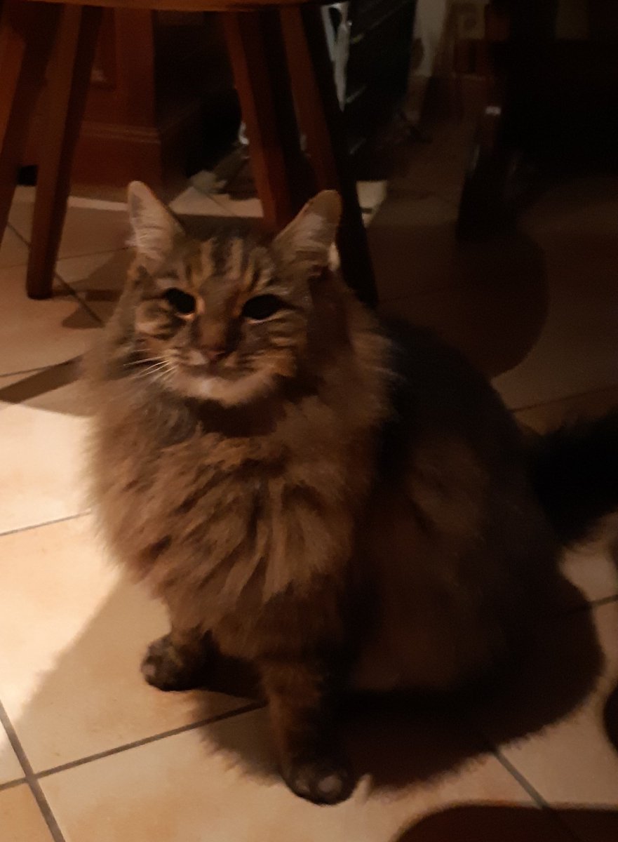 mcsingerson's tweet photo. Hey @catreviewer, hope you can make an exception. I'm back at my parents' place, hanging out with Tiger whom I currently only see twice a year. Obviously deserves a 100/10 for fluffiness and being cute as hell. #mellowkitty https://t.co/GBzhobRUiu