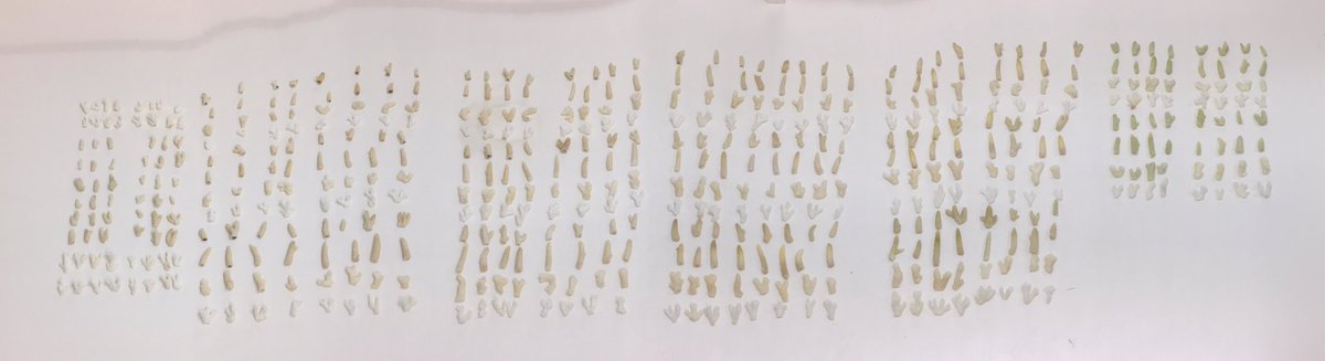 Katherina Petrou (@katherinapetrou) on Twitter photo This is what three weeks of #coral symbiont sampling for cell counts looks like. Another awesome and productive trip to <a href="/HeronIsle/">Heron Island</a> <a href="/UTS_Science/">UTS Science</a> This is what three weeks of #coral symbiont sampling for cell counts looks like. Another awesome and productive trip to <a href="/HeronIsle/">Heron Island</a> <a href="/UTS_Science/">UTS Science</a>