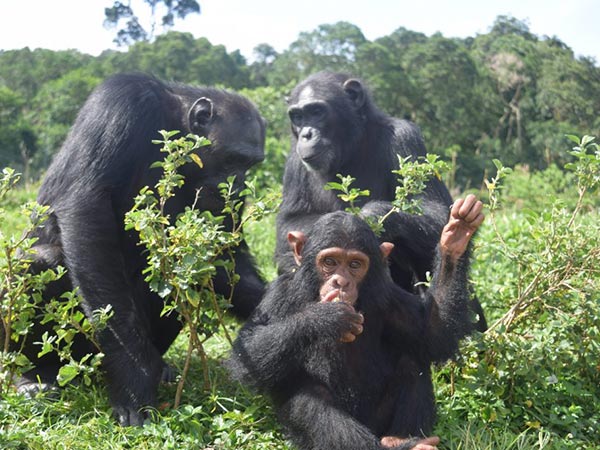 SafarisUganda's tweet photo. The Island of the Apes
#NgambaIsland
📷:R J Walter
#WorldVisit🇺🇬#PearlOfAfrica #ChimpHabituation #EnjoyBeautifulSunsetCruises #VisitTheFishingVillages #EncourageWildLifeConservation https://t.co/VwDDZ6jJzm