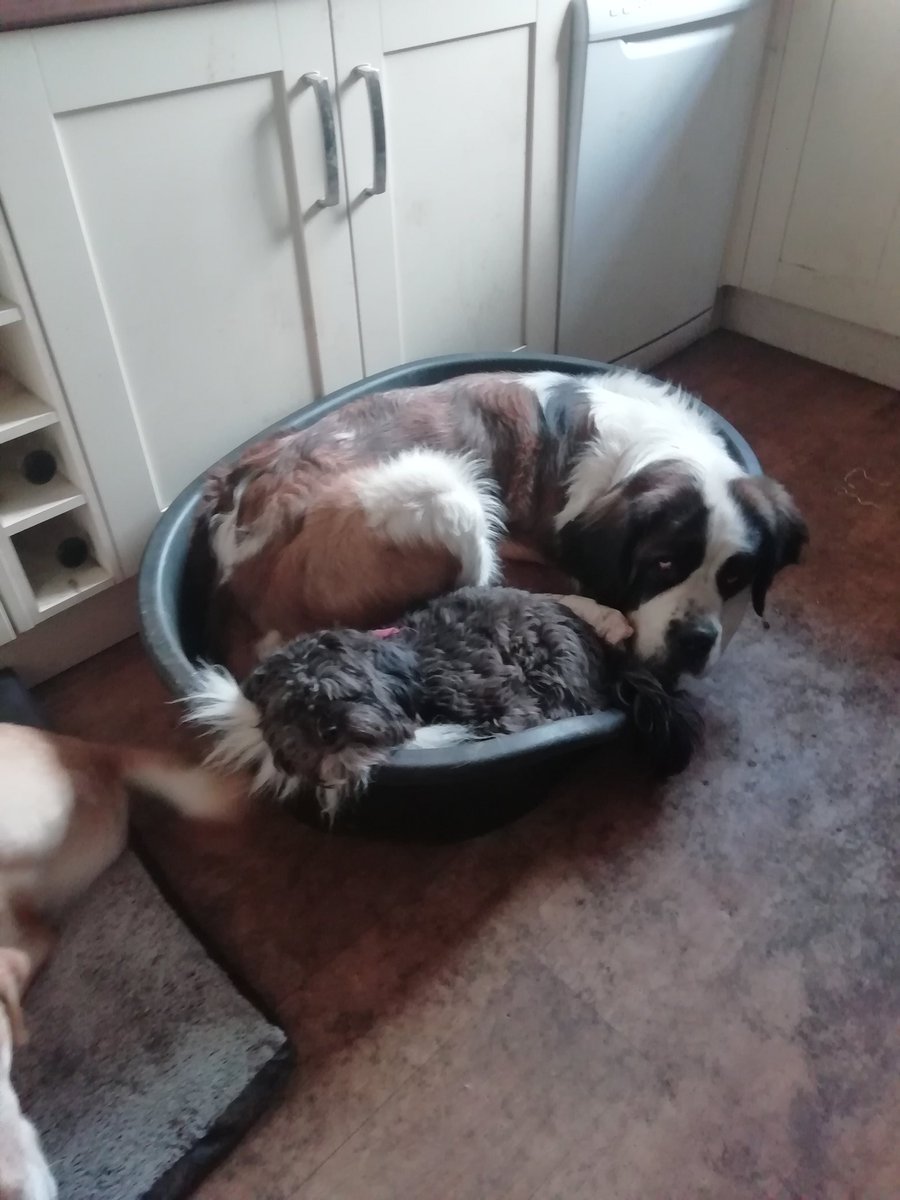 TailsCharmed's tweet image. Loving our new bed.... We can get it just as muddy as the floor now... Result #saintbernard #shihpoo #daycare #doggydaycare #dogsoftwitter #dogs #dogboarding