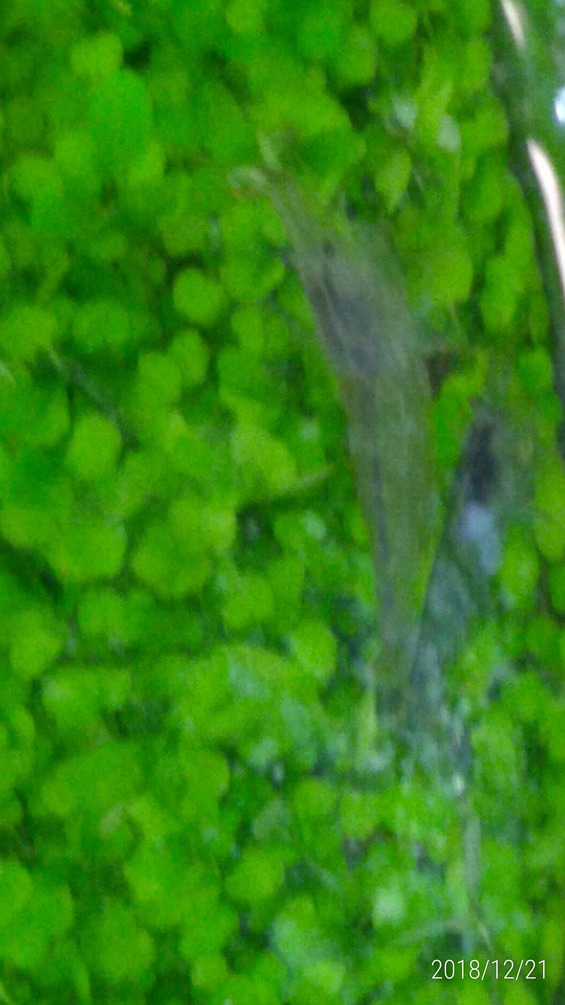 アナカリスはミナミヌマエビの大好物 たくさん食べる理由と対策方法 Every Day