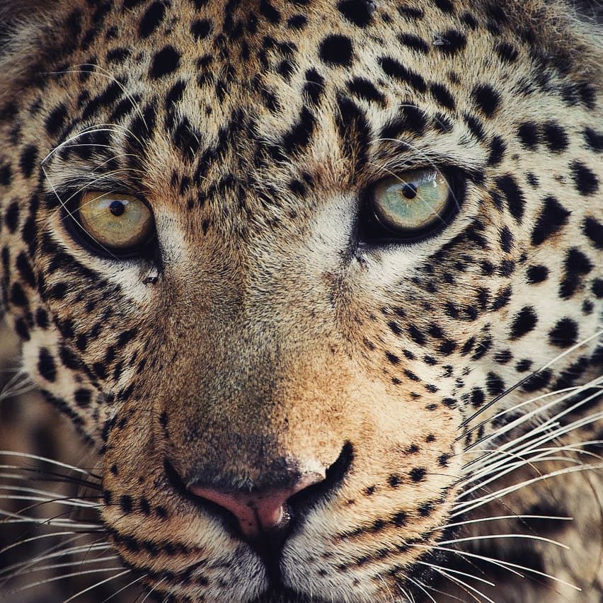 Per chi predilige il comfort e l'assistenza di guide locali di lingua italiana, questo è il viaggio che in soli 8 giorni vi porterà ad esplorare il meglio che il #Sudafrica ha da offrire
Partenza speciale 16 Aprile 🐘🦓🦁🦛🦏🦒
Info-->goo.gl/MFHMNd
#darwinviaggi