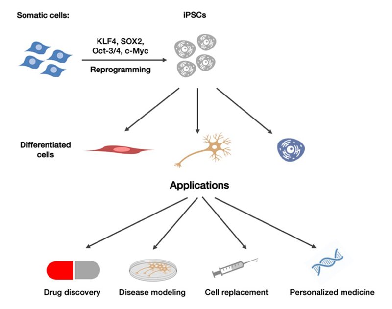 Organoid News tweet media