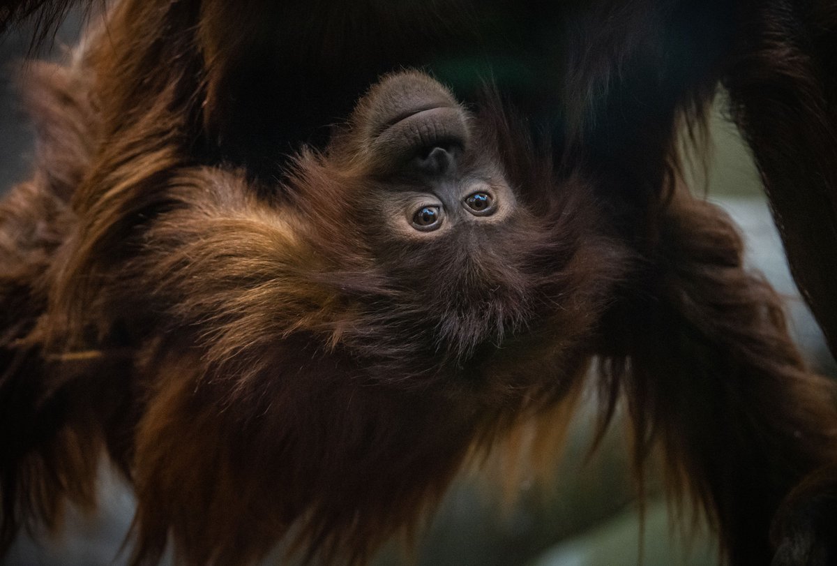 Chester Zoo On Twitter Our Conservationists Have Worked Round