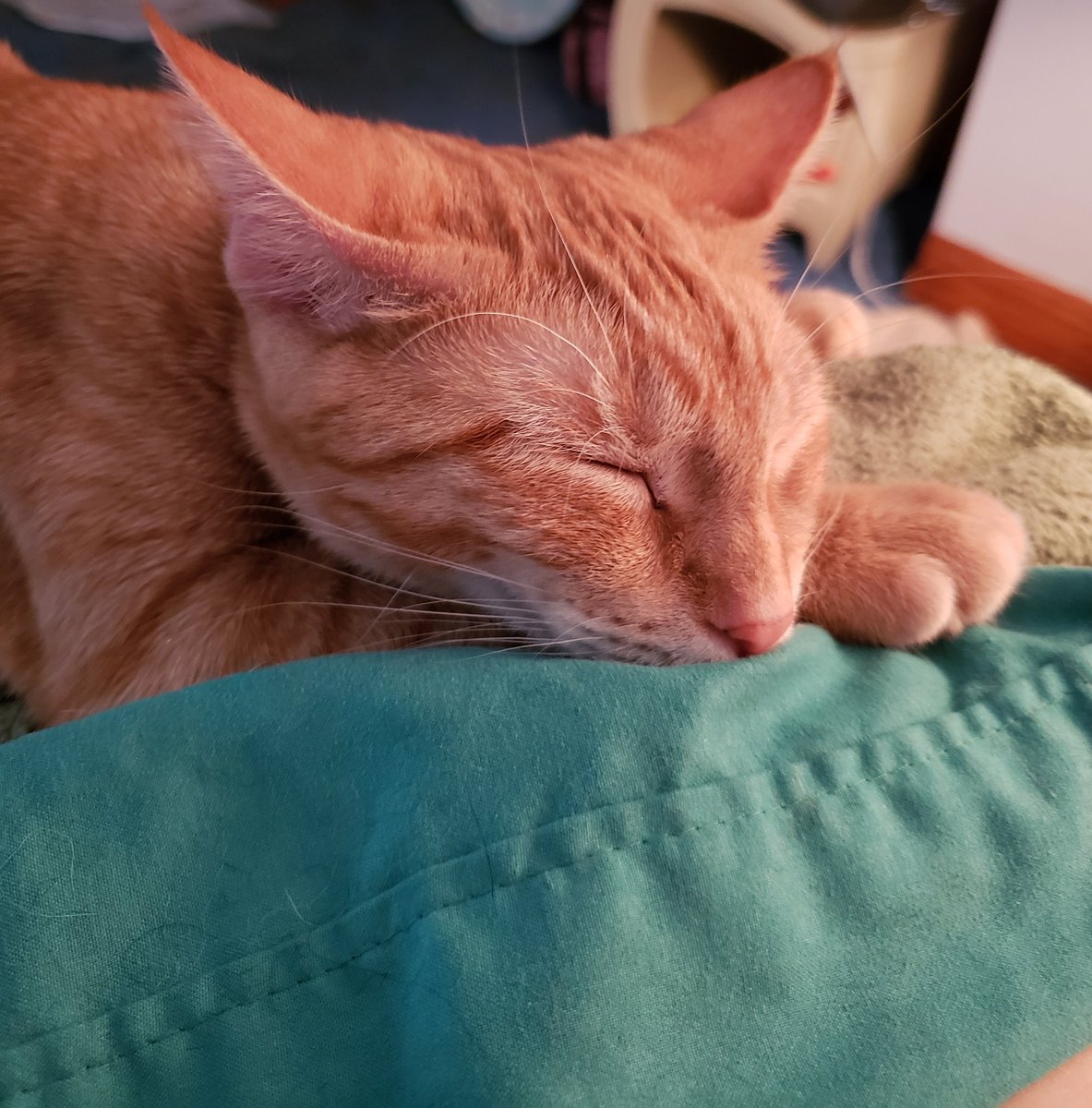 deannajudd70's tweet photo. Miss Scarlett O'Kitty is still sleepy. We need to get up. I have a busy day ahead. #KittyLuv
😻 https://t.co/3LyCxHdQpf