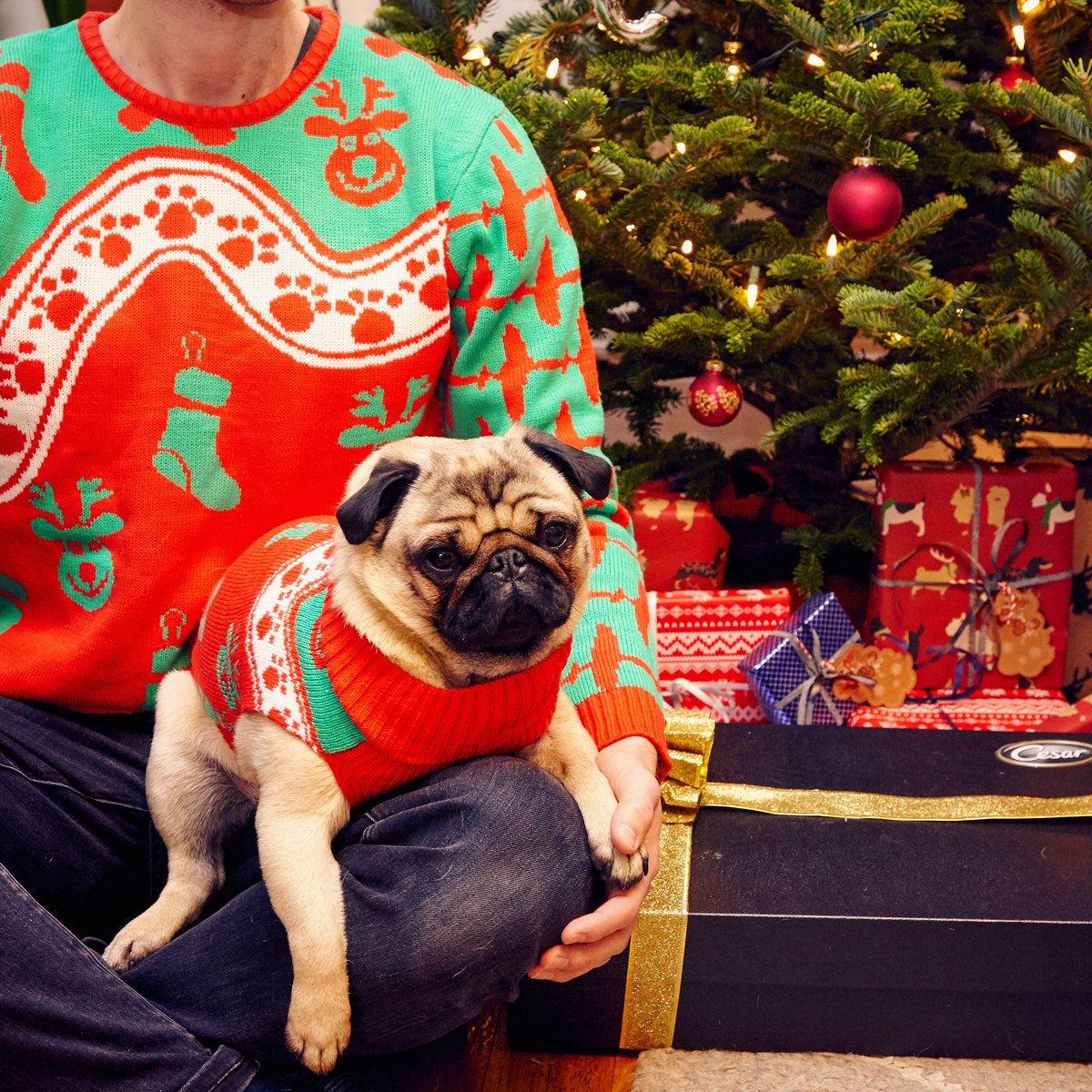 Helmut Newton (@helmutthepug) on Twitter photo Happy Twinning!๐๐<a href="/CesarCuisine/">Cesar Canine Cuisine</a> teamed up w/ <a href="/CovetedCanines/">Coveted Canines</a> to raise awareness for the great work they do w/ finding furever homes for dogs who are at high risk of being euthanized. Check out covetedcanines.org to support their amazing work! #CovetedCanines #CESARTwinning Happy Twinning!๐๐<a href="/CesarCuisine/">Cesar Canine Cuisine</a> teamed up w/ <a href="/CovetedCanines/">Coveted Canines</a> to raise awareness for the great work they do w/ finding furever homes for dogs who are at high risk of being euthanized. Check out covetedcanines.org to support their amazing work! #CovetedCanines #CESARTwinning