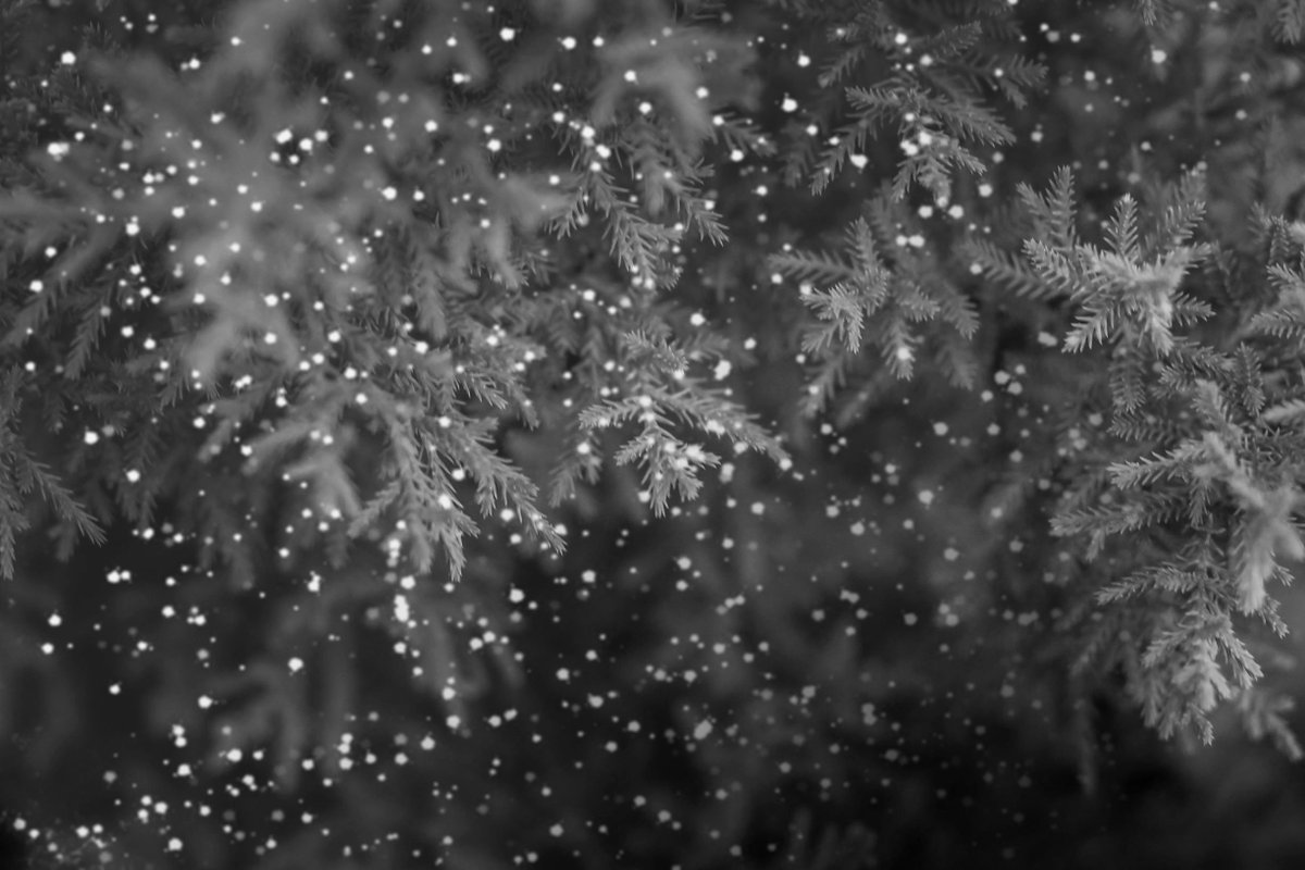AutoFXSoftware1's tweet photo. If you're not going to see a white #Christmas this year, you can still make it look like one with #GRFXStudioPro
#WinterSolstice
https://t.co/ll9KffsmcH https://t.co/xqbkaq4ARy