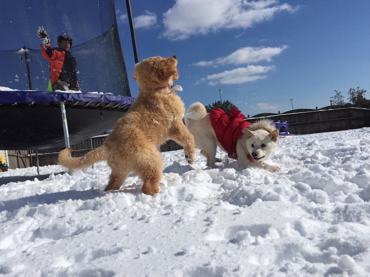 LisingActual's tweet photo. Fur child throwback. Left to right, my Hawaiian terrier mutt Rover (now 11 y/o), Luna the Shiba Inu last January, &amp; Ollie the Siberian Husky with baby Cora picture taken this year. 
@Cellseller7777 
@jillmill321 
#IHXLightsUpDecember 
#Expertables 
#Throwback https://t.co/8spuedW65I