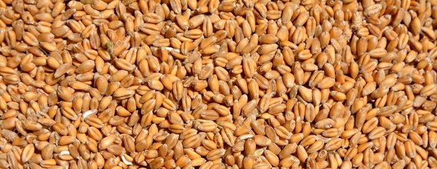 Informe preliminar calidad trigo campaña 2018/2019 | Entre Ríos 
cacerer.com.ar/sitio/?p=23361