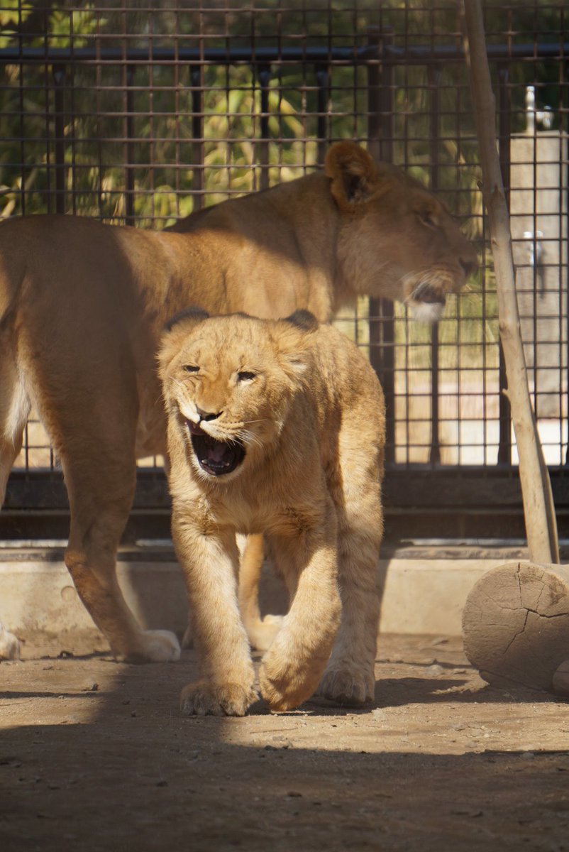 今年の振り返り。
３月　桐生が丘動物園。
昨年９月以来にちびライオンに会いに行ったらずいぶん大きくなっててびっくり。識別まではできないけれど。