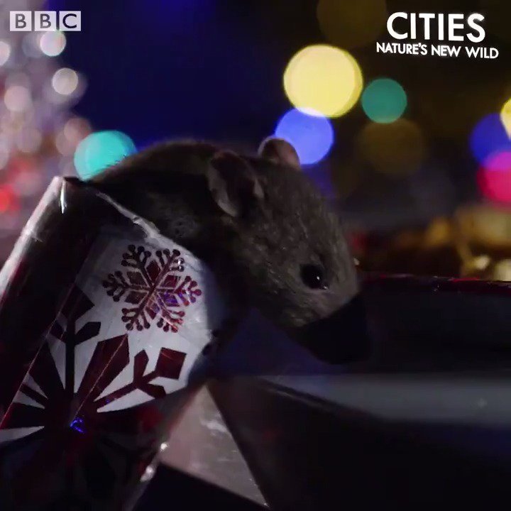 BBC Earth on Twitter: 