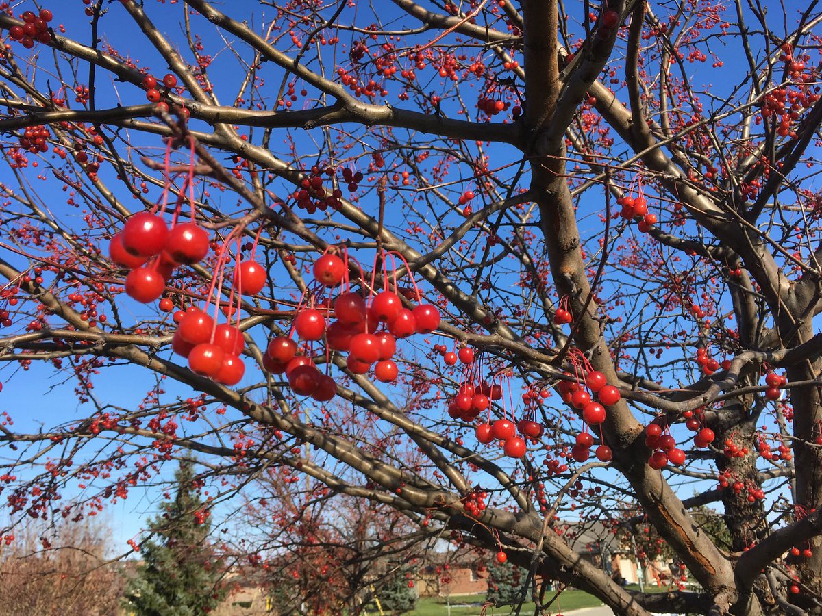 neil_dunning's tweet photo. This winter fruit in an @CofBParksandRec park is a beautiful Christmas decoration. The robins will be appreciative next spring too. #365trees #BrantBrantfordTrees https://t.co/OUcr5Dkiga