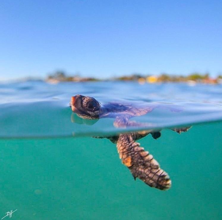 Bom dia, verão! ☀️🐢

📸 @benjhicks