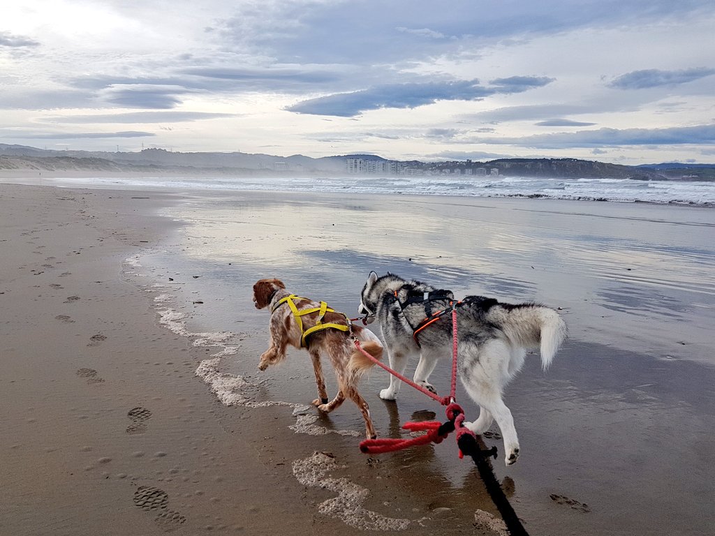 Volvemos al #canicross para que <a href="/polilar/">Batu-Julio</a> No diga que soy un vago  😜  gogogo #asturiasparaisonatural