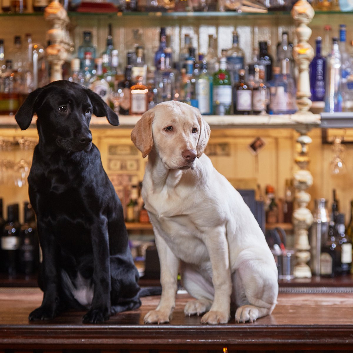 Happy BirthYAY! Can you believe Yay Cork is one year old already?🎂 

Our mates at Ireland’s best (dog-friendly!) cocktail bar <a href="/cask_cork/">Cask</a> have made us a drink to celebrate! 

€3 from every 'Hair of the DAWG' goes to our charity partner <a href="/DAWGadopt/">DAWG Adoptions</a>. Roux and Charli approve... 🐕