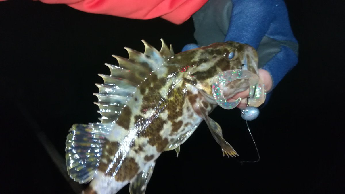 תג ガシリング בטוויטר