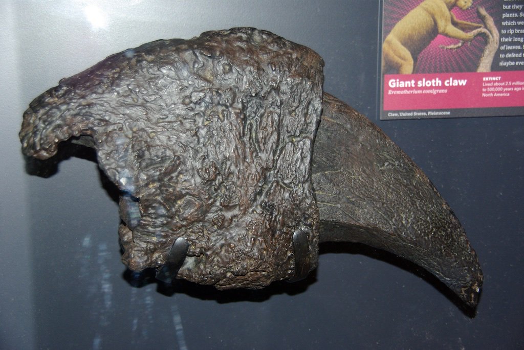 's tweet image. #FossilFriday In anticipation of Santa Claus, how about Sloth Claws? This megaclaw is from Eremotherium, perhaps the largest #sloth ever: up to 5 tons and 6 m (~20') long! If you go to #Bogota, be sure to see this beautiful skeleton at the @sgcol museum. www2.sgc.gov.co/museo-geologic…