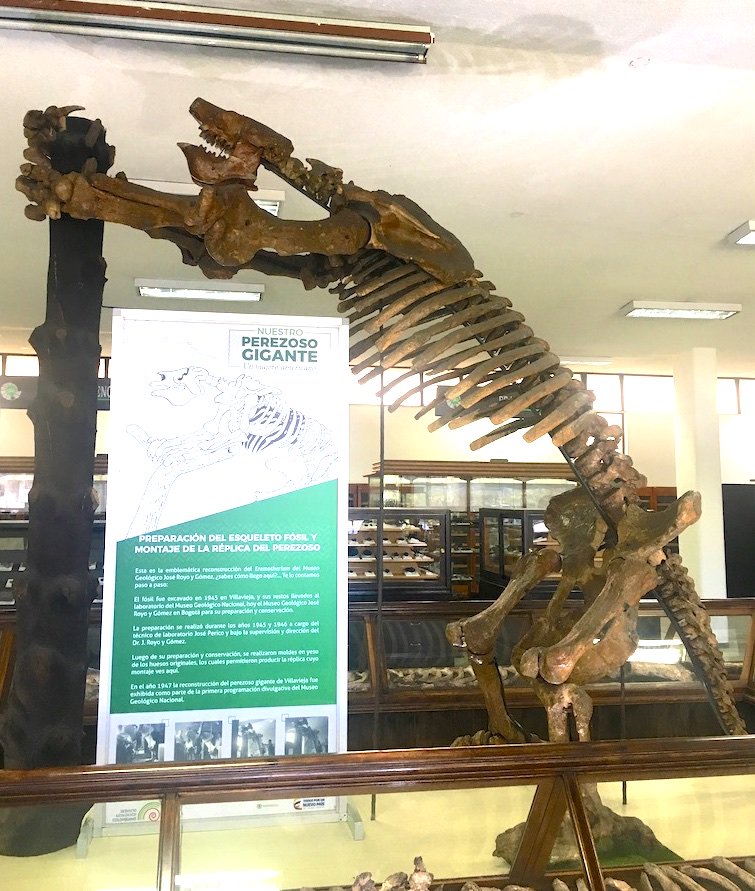's tweet image. #FossilFriday In anticipation of Santa Claus, how about Sloth Claws? This megaclaw is from Eremotherium, perhaps the largest #sloth ever: up to 5 tons and 6 m (~20') long! If you go to #Bogota, be sure to see this beautiful skeleton at the @sgcol museum. www2.sgc.gov.co/museo-geologic…