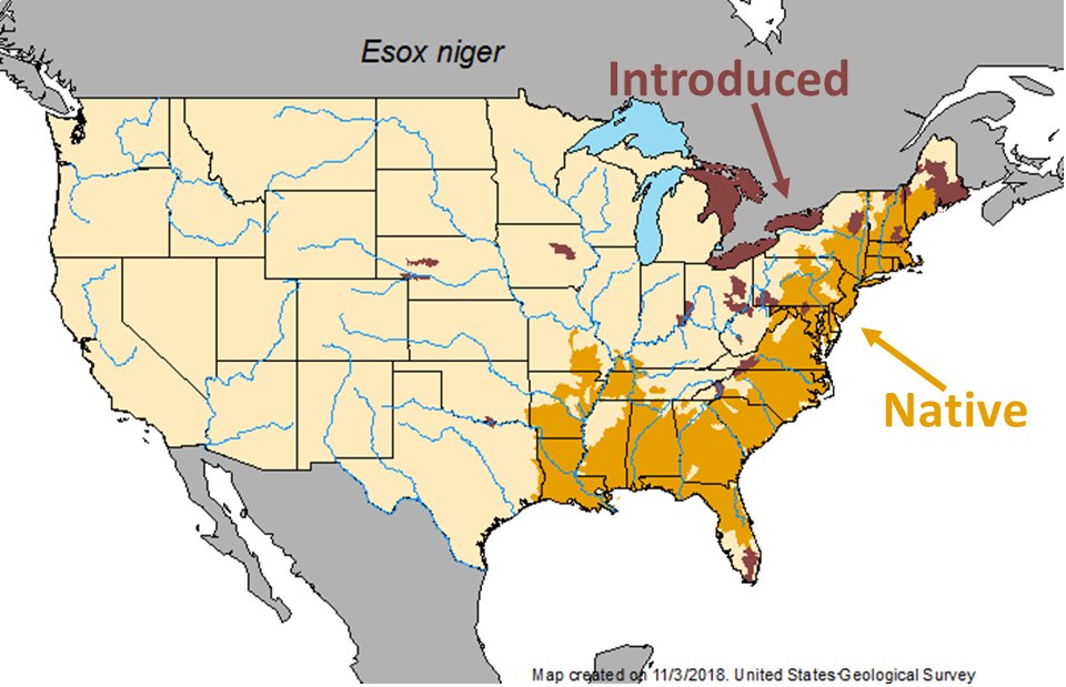 Katie O'Reilly Twitter: "While chain pickerel's main native range is Atlantic slope from southern Maine to Florida + along the Gulf of Mexico, the species has reportedly been introduced in