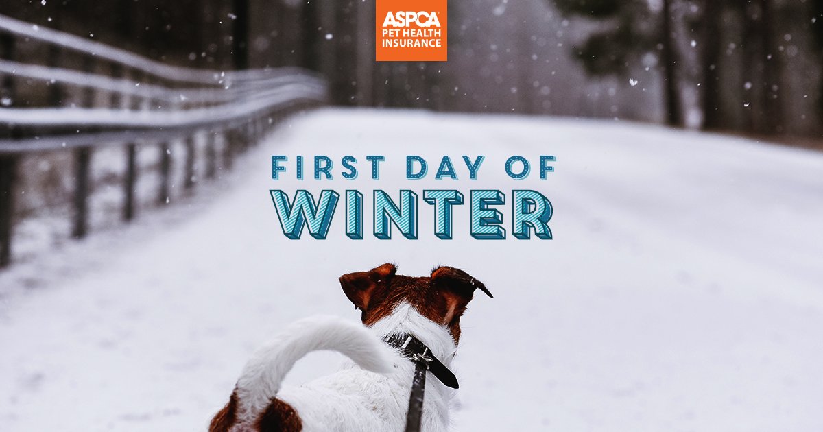 ASPCAPetIns's tweet photo. Does your best pal love wintry weather? #FirstDayOfWinter https://t.co/QGQ2Pyrd64