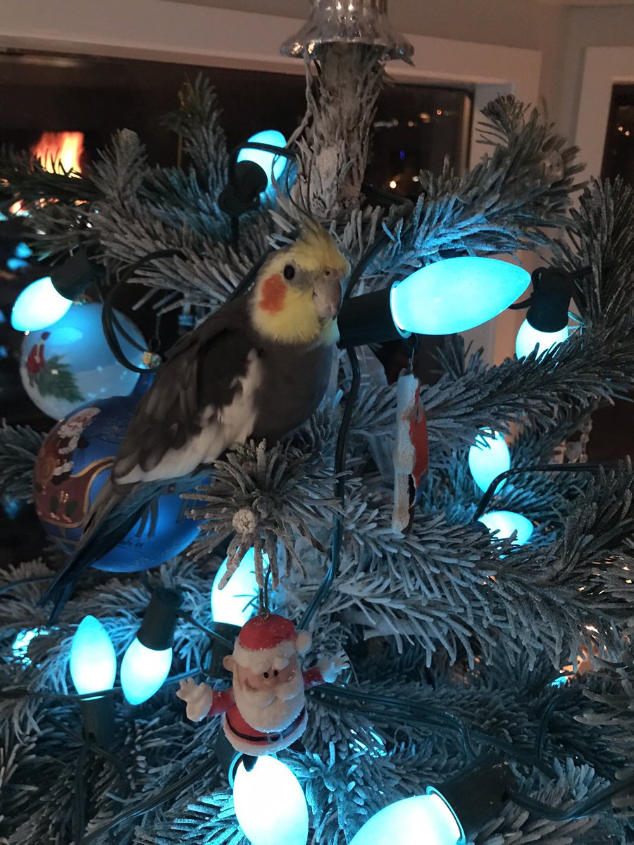 Call_me_Birdie's tweet photo. I want to wish you all happpy fluffdays. If you’re away from home or just feel lonely, remember that you are missed and there are people who want to hear from you. Get up on a branch, no matter how inconvenient it is, and sing from your heart!
With loves and fluffs - Birdie https://t.co/SKBi4F5CaQ