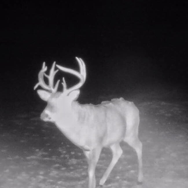 New bucks showing up....after the season is over. 😢#huntpure #deerseason #trailcam #whitetail #deerhunting
