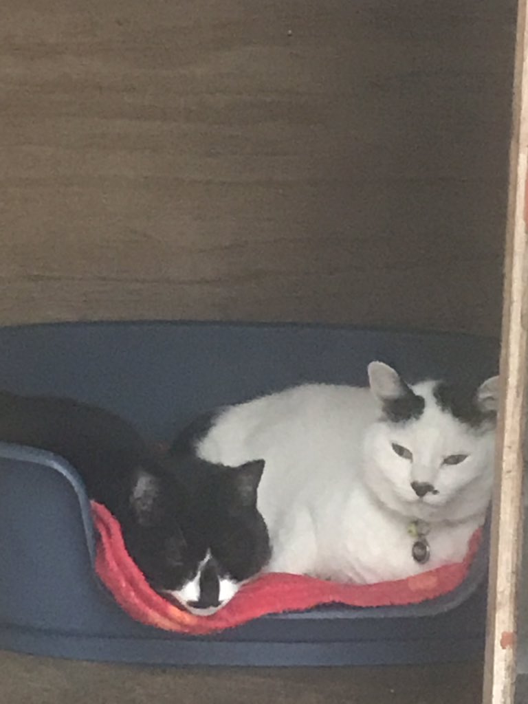 Cattery121's tweet photo. Double trouble 💁🏼‍♀️#cocochanel https://t.co/wREaRnGGZv