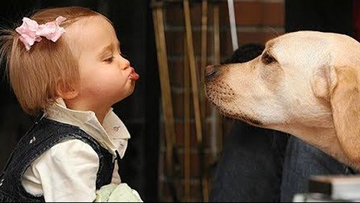 Забавные собаки. Овчарка квазимодо. Смешные говорящие собаки. Собака поет. Смешная морда.