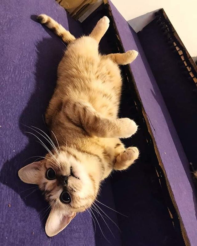 Purnauskis's tweet photo. Santa, is that you? I've only been nice this year. Not at all naughty. Yeah. 🎅 #viiru #katollaan #upsidedowncat #christmascat #catcafe #kissakahvila #purnauskis #tampere #visittampere https://t.co/GLQT4bCbJz https://t.co/aXSPfYB8xW