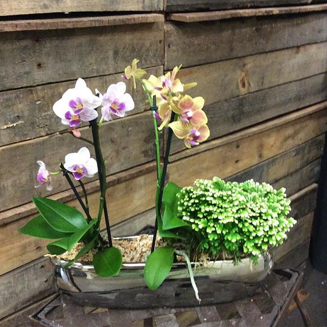 PCFlorist's tweet image. Contemporary orchids #silvercontainer #orchids #plants #longlasting #christmasgifts #flowershopstories #pcf #jinglebells #holidaygifts bit.ly/2Cszo5e