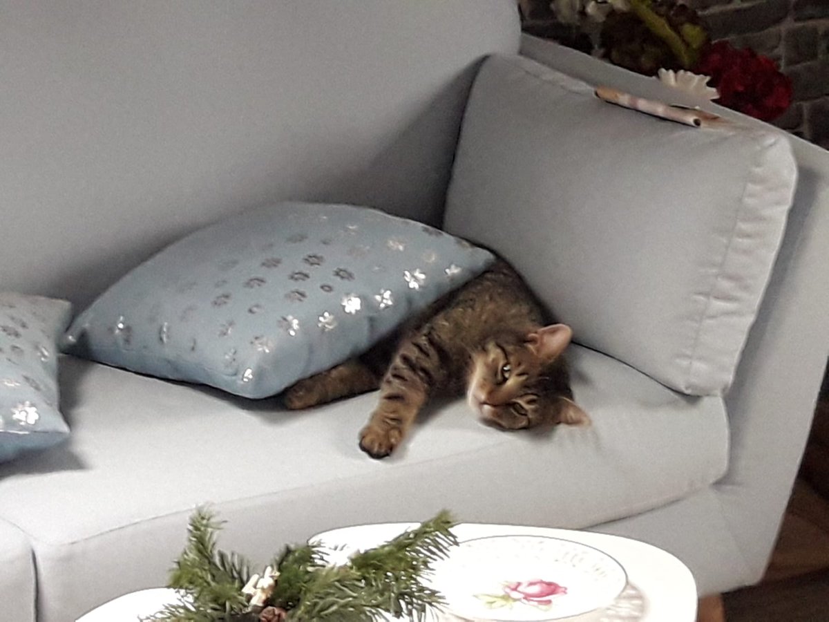 Pst. Ich darf gar nicht auf die helle Couch ohne Decke. Aber Dosi sieht mich bestimmt nicht. *lacht leise*