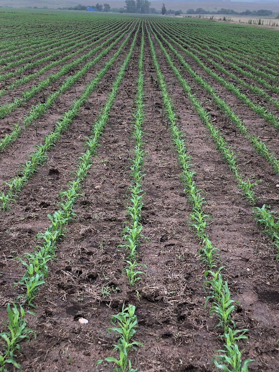 AgrofuturoSA's tweet photo. Recorrida implantación de SORGO IGROWTH + SEMAR . @gentosuy @RainbowConoSur https://t.co/mGteB4ZorH