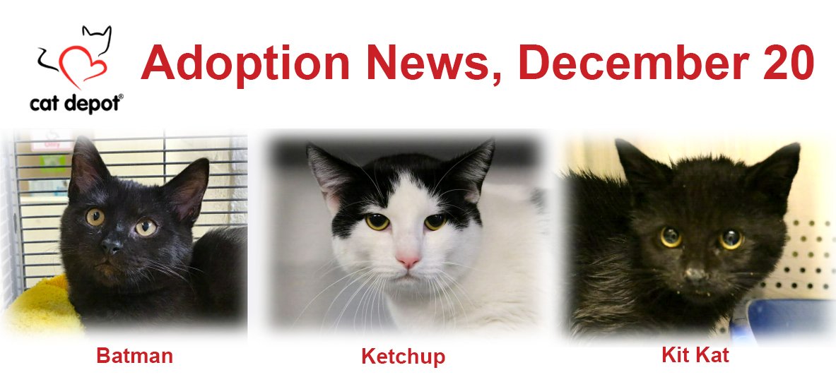 CatDepot's tweet photo. Adoption news: December 20, Batman, Ketchup, and Kit Kat found furever homes! Happy Purrs!
------------
Find Your Fur-ever Friend: https://t.co/Vo7NJs77CZ #CatDepot #HappyAdoptedCats #FindYourForeverFriend https://t.co/laBkQ83CZA
