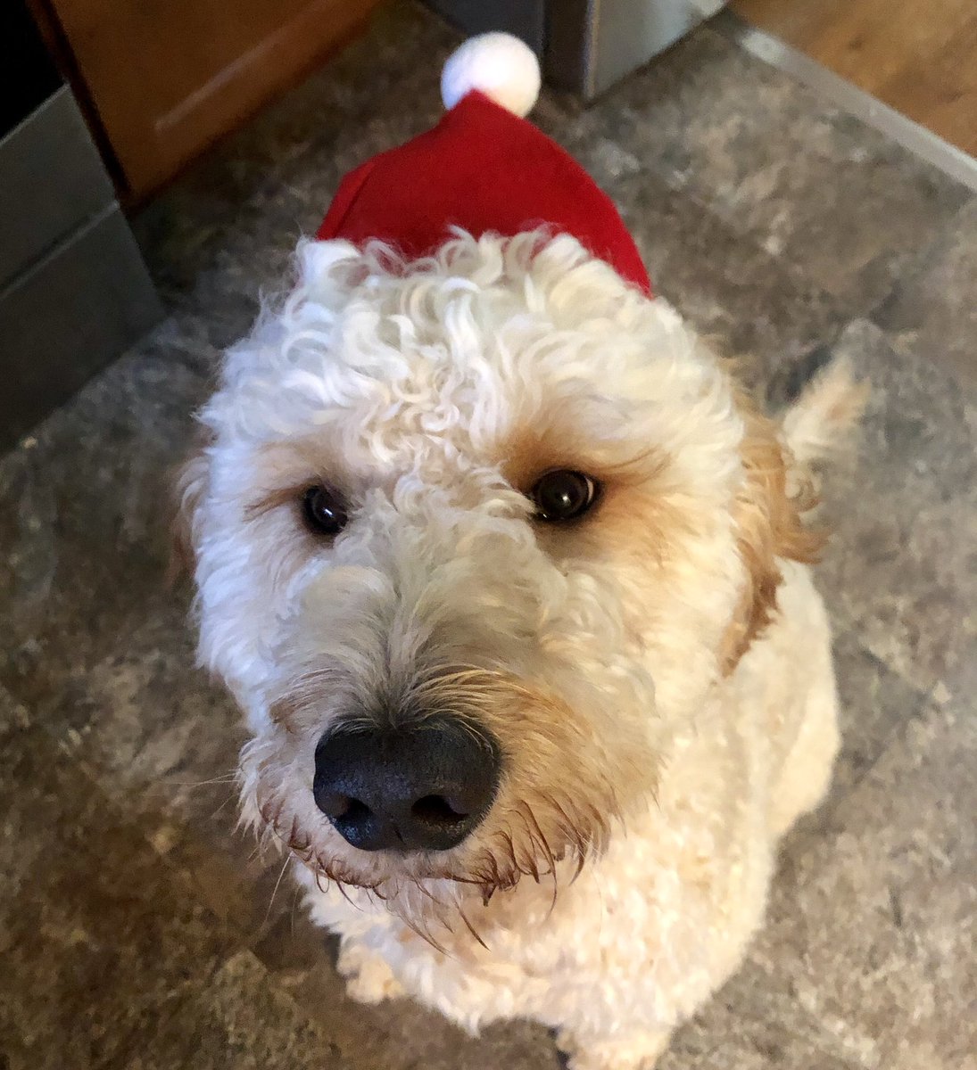 regan_bartels's tweet photo. @dog_rates 11/10 could be Santa Paws 🎅🏼🐾 #goodboy #muchexcite https://t.co/um4LuiQtU1