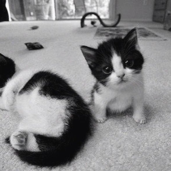 CatSurge tweet media